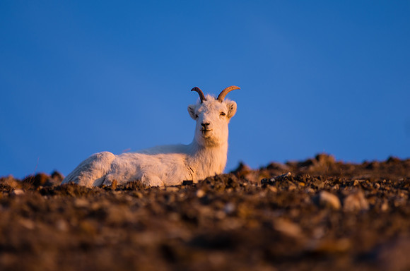 Dall Sheep_Kluane National Park 16