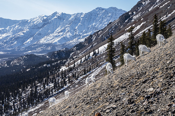Dall Sheep_Kluane National Park 7