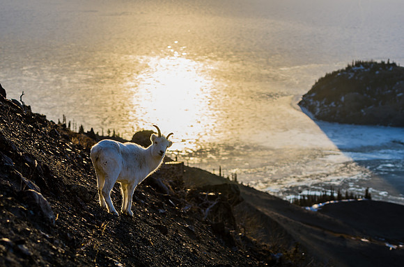 Dall Sheep_Kluane National Park 17