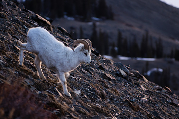 Dall Sheep_Kluane National Park 15