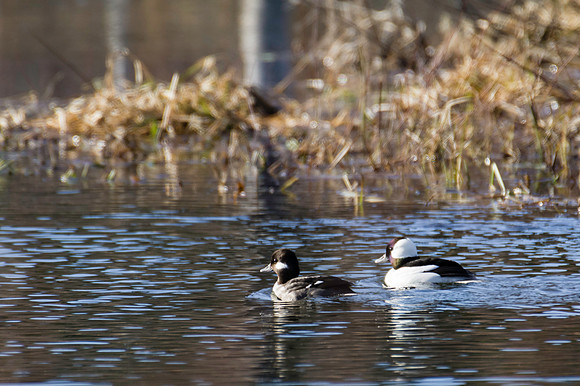 Bufflehead_Whitehorse 1