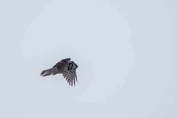 Northern Hawk Owl_Liard 3