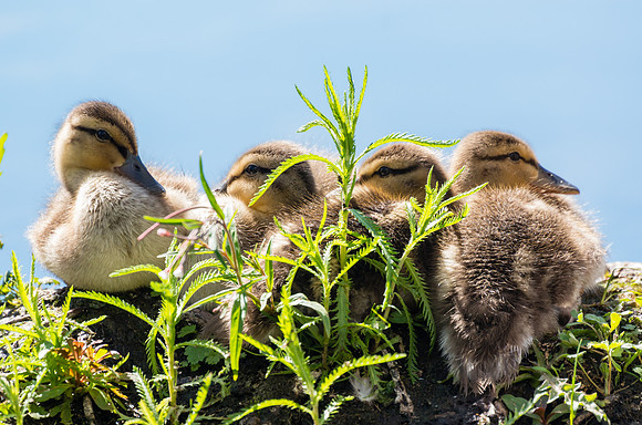 Mallard Chicks_Pick Handle Lake 1