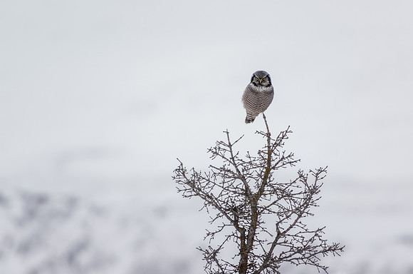 Northern Hawk Owl_Kluane National Park 1