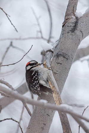 Downy Woodpecker (Male)_Whitehorse 1