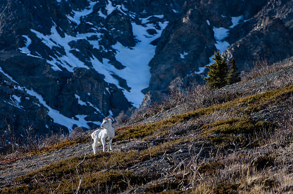 Dall Sheep_Kluane National Park 10