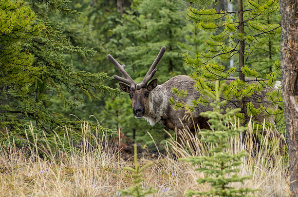 Caribou_Southern Lakes Area 1