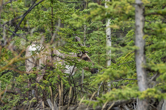Caribou_Southern Lakes Area 3