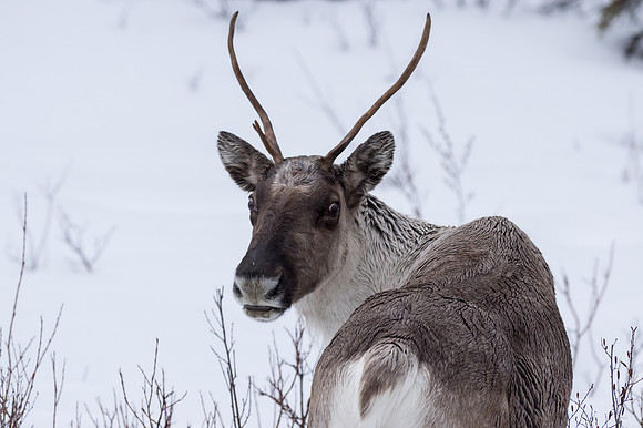 Caribou_Swift River 1