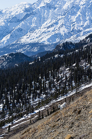 Dall Sheep_Kluane National Park 1