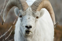 Dall Sheep_Kluane NP 23