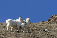 Dall Sheep_Kluane NP 22