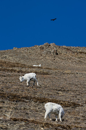Dall Sheep_Kluane National Park 3
