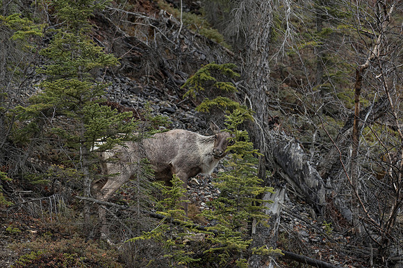 Woodland Caribou_Muncho Lake PP 1