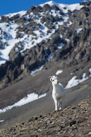 Dall Sheep_Kluane National Park 6