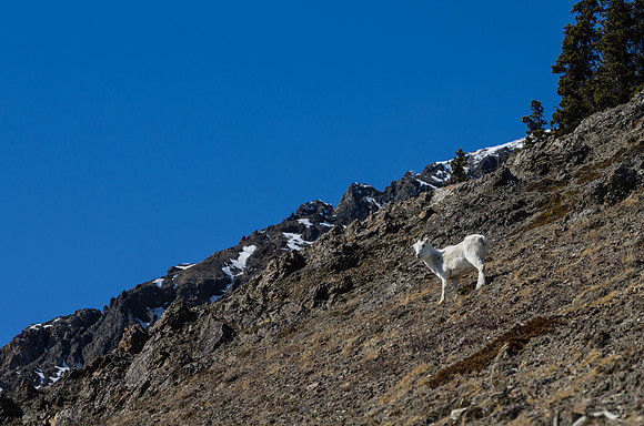 Dall Sheep_Kluane National Park 2
