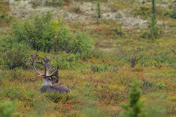 Caribou_Denali NP 1