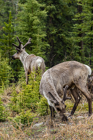 Caribou_Southern Lakes Area 2