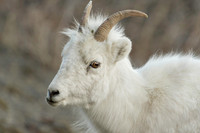 Dall Sheep_Kluane NP 24