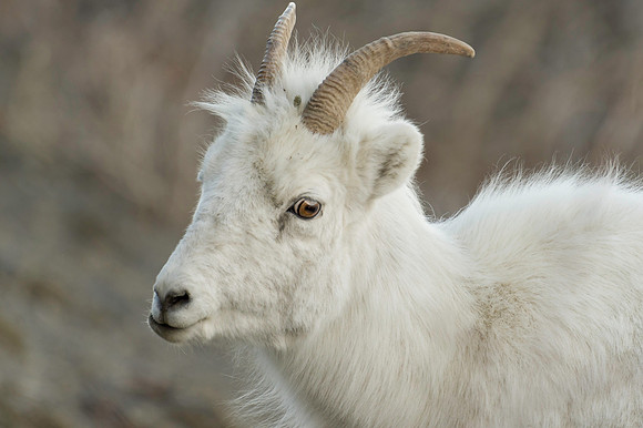 Dall Sheep_Kluane NP 24
