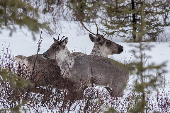 Caribou_Swift River 2