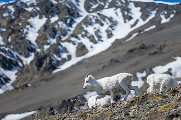 Dall Sheep_Kluane National Park 5