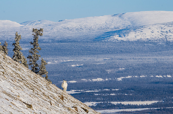 Dall Sheep_Kluane National Park 18