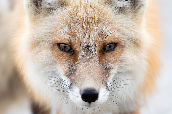 Red Fox_Liard 6