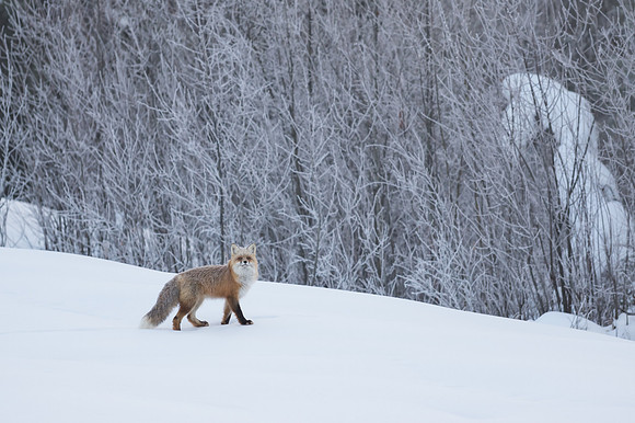 Red Fox_Liard 5