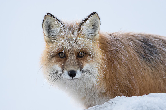 Red Fox_Liard 4
