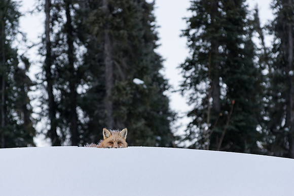 Red Fox_Liard 1