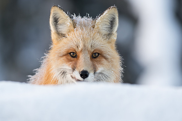 Red Fox_Liard 3