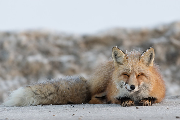 Red Fox_Liard 2