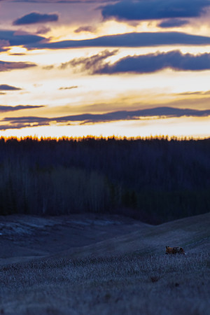 Red Fox_Liard 7