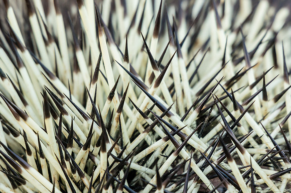 Porcupine_Kluane National Park 3