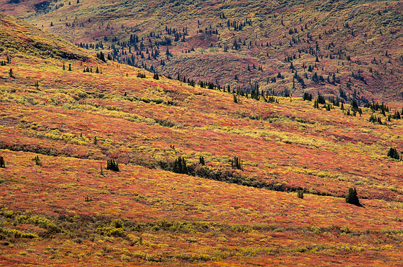 Fall Colours_Whitehorse 3