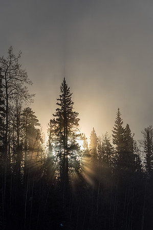 Spruce_Liard 1