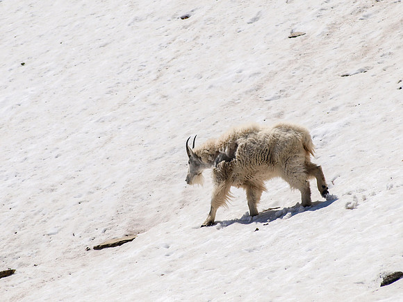 Mountain Goat_Glacier NP 4