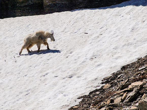 Mountain Goat_Glacier NP 6