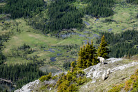 Mountain Goat_White Mountain 3