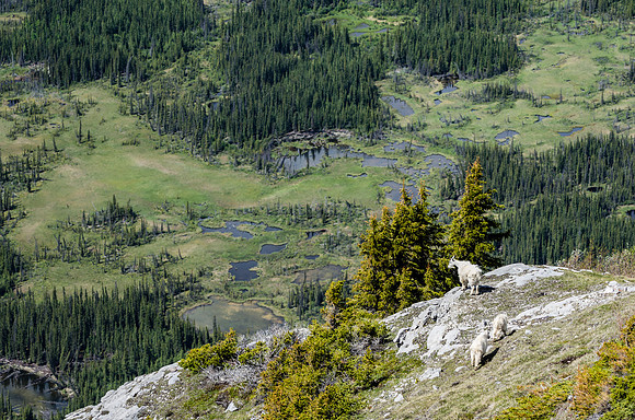 Mountain Goat_White Mountain 3