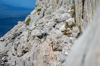 Mountain Goat_White Mountain 5