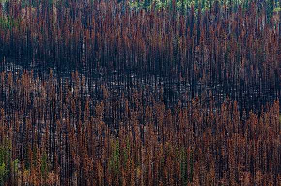 After Forest Fire_Carmacks 1