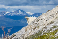 Mountain Goat_White Mountain 2