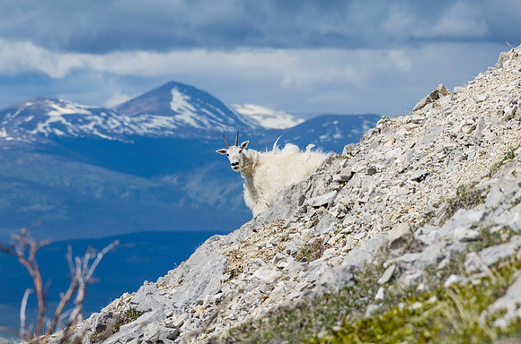 Mountain Goat_White Mountain 2
