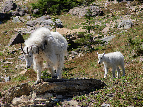 Mountain Goat_Glacier NP 1