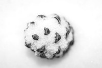 Pine Cone_Whitehorse 1