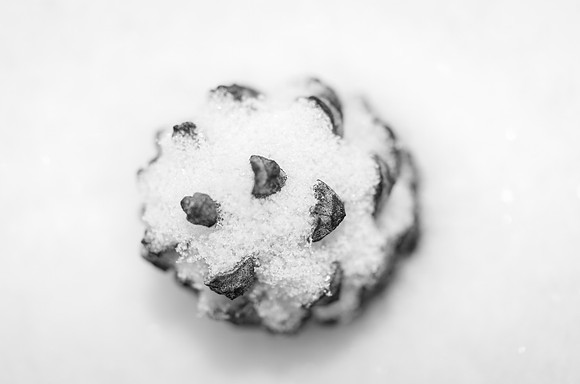 Pine Cone_Whitehorse 1