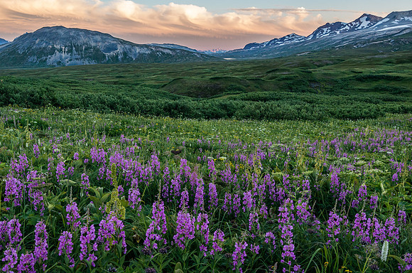 Sunset glow_Tatshenshini-Alsek Provincial Park 1