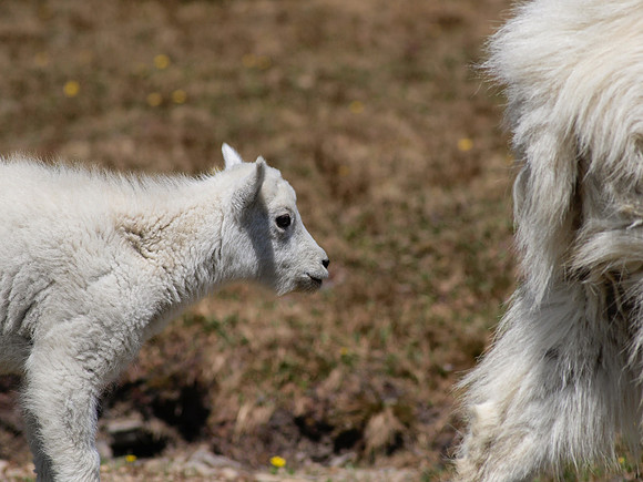 Mountain Goat_Glacier NP 3